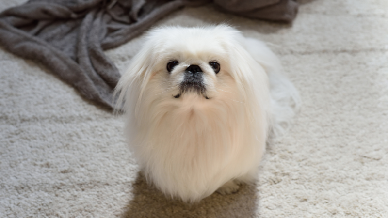 たまらないかわいさ！鼻ぺちゃ犬のチャーミングな特徴