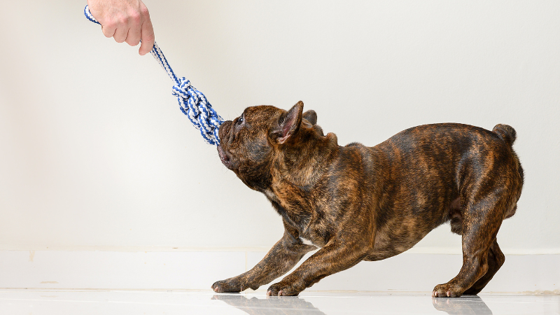 愛犬がおもちゃを放さないときの適切な対応方法