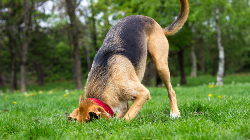 愛犬がおもちゃを隠す背景と心理